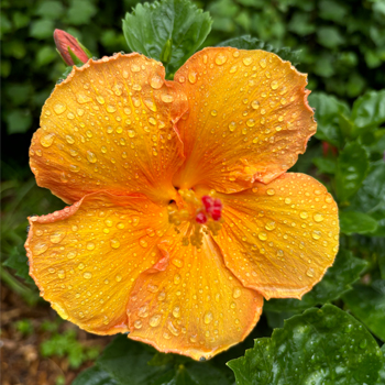 Picture of a flower